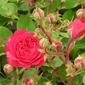 Frilly Cuff Shrub Rose (Rosa Frilly Cuff) 2